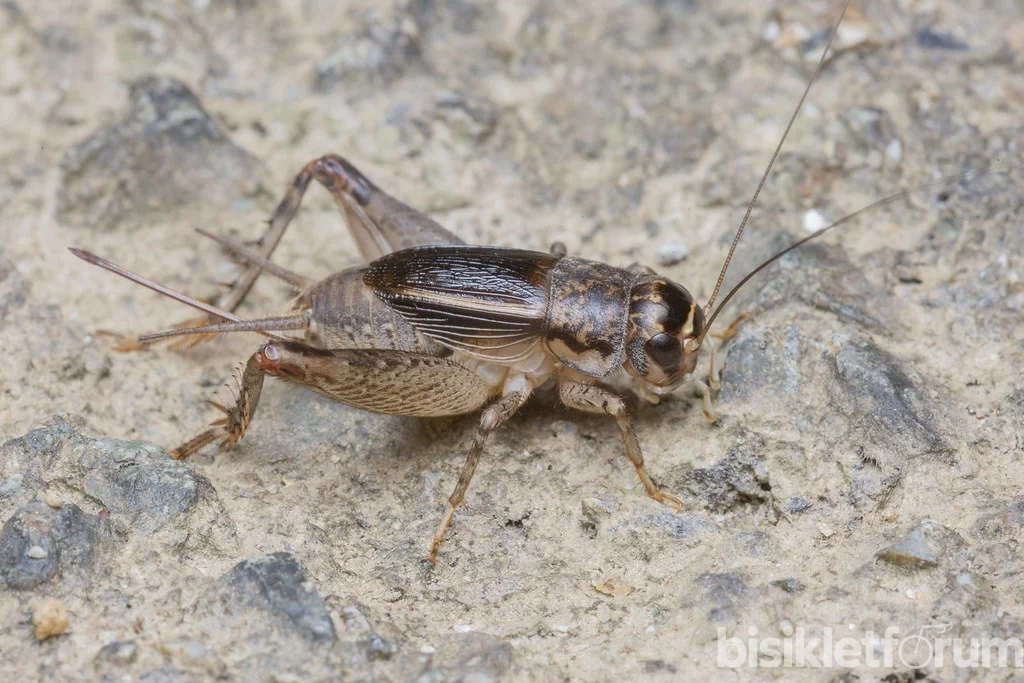 Cırcır Böceği Susar mı BisikletForum.net.webp